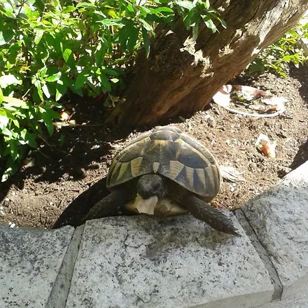 شقة Karla ماكارسكا